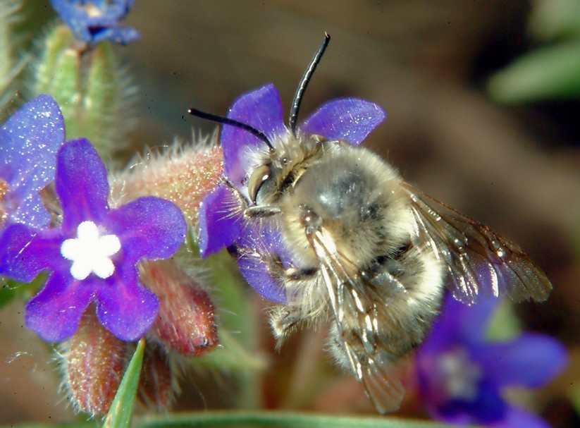 Macrofotografia, che passione!